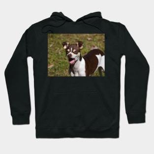 Chex the Chihuahua Hoodie